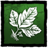 Poison Oak Leaves