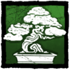 Juniper Bonsai